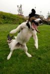 jack-russell-terrier-jumping.jpg?w=100&h=150