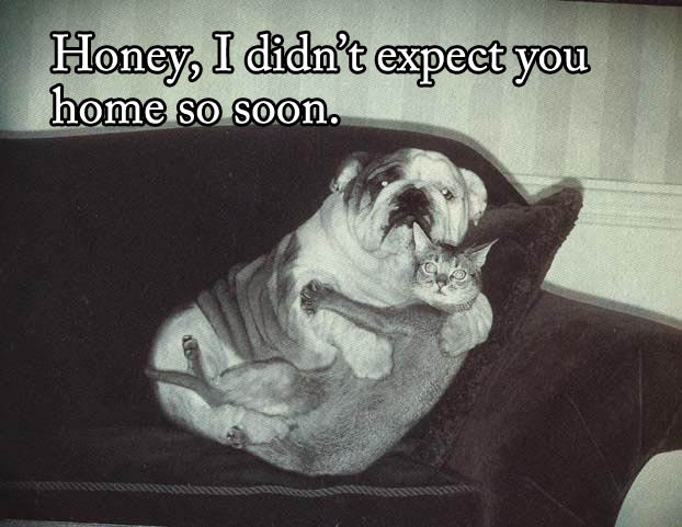 Funny dog cat photo with captions 14 honey i didn't expect you home so ...
