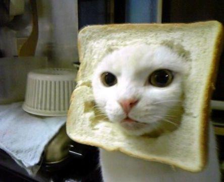 facebook-craze-bread-on-cats-head-03.jpg