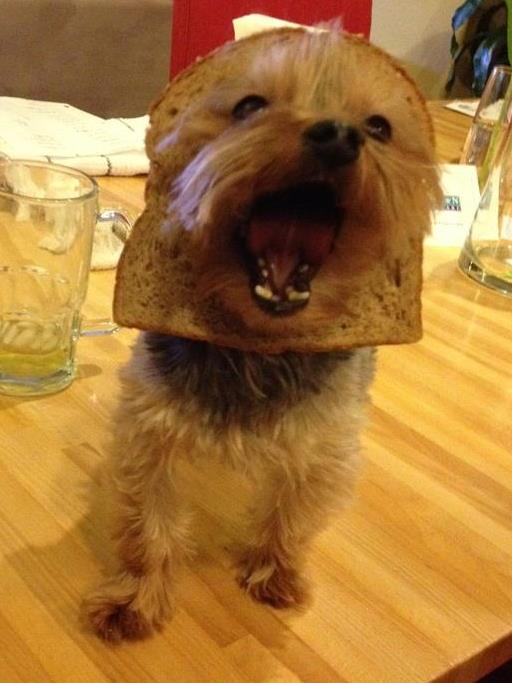 facebook-craze-bread-on-dogs-head-01.jpg
