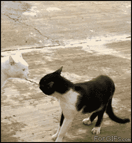 animated-gif-cat-standing-and-backing-aw