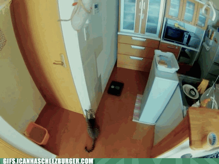 0-animated-gif-another-matrix-cat.gif