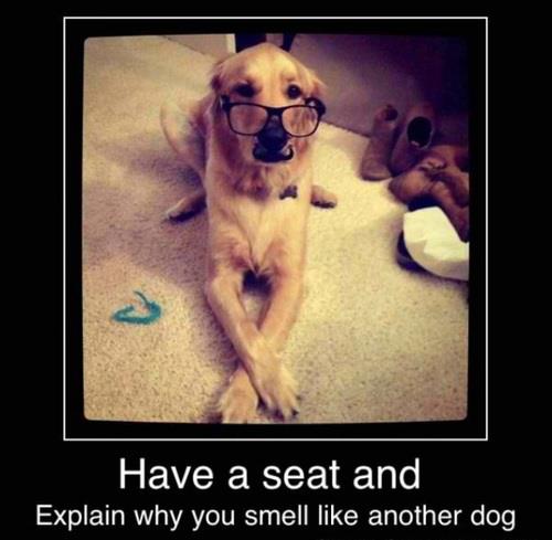 funny-dog-photo-with-captions-explain-why-you-smell-like-another-dog ...