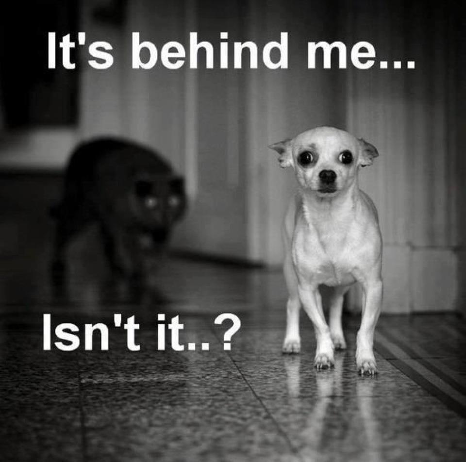Funny dog photo with caption dog stalked by cat
