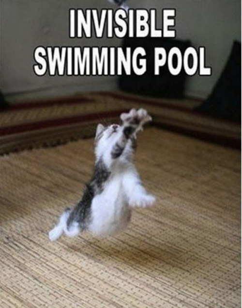 invisible_cat_swimming-pool.jpg