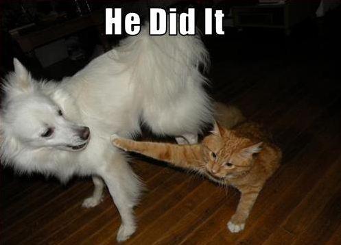 http://llwproductions.files.wordpress.com/2013/04/cat-blaming-dog-funny-dog-photo-with-captions.jpg