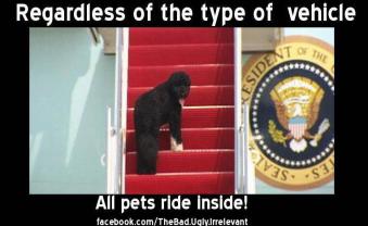 Hump Day Bo the First dog boarding Air Force One