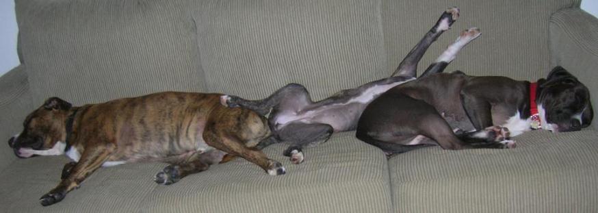 Photo of three pit bulls all stretched out on sofa
