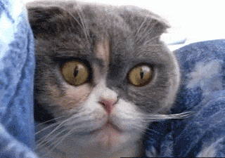 animated-gif-cat-eyes-grow-large.gif?w=642#crazy%20cat%20gif%20320x225