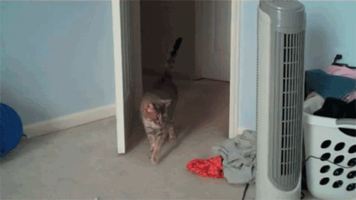 [Image: animated-gif-cat-startled-and-jumping.gif]