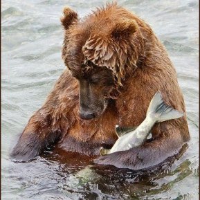 Bear eating salmon