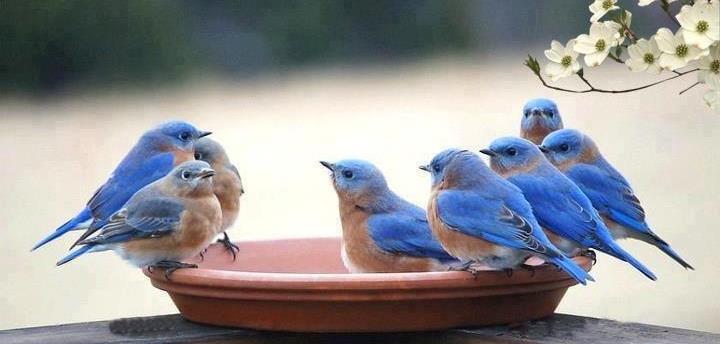 Bunch of blue birds at water dish