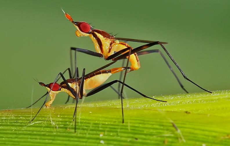 Mosquitos having sex