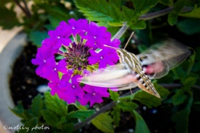 Hummingbird moth 02
