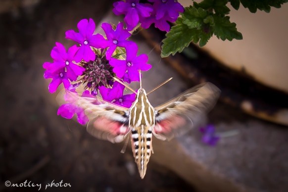 Hummingbird moth 04