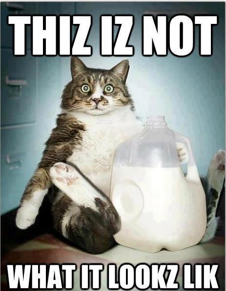 [Image: funny-photo-captions-cat-caught-drinking-milk.jpg]