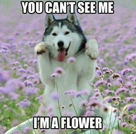 malamute can't see i'm a flower