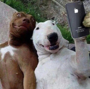 dogs-selfie1.jpg