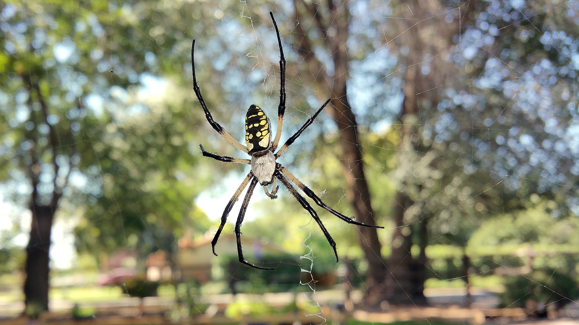 My “pet” Black & Yellow Garden Spiders | Photos
