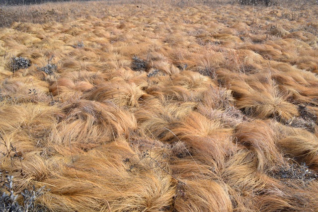 Breaking News! Donald Trump grows his hair on special hair farms